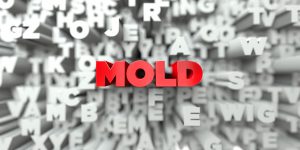 the word mold on white background